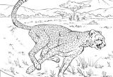 Coloriage A Imprimer D Animaux Sauvages Coloriage Animaux Sauvage