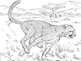 Coloriage A Imprimer D Animaux Sauvages Coloriage Animaux Sauvages