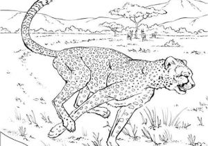 Coloriage A Imprimer D Animaux Sauvages Coloriage Animaux Sauvages