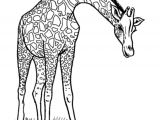 Coloriage A Imprimer Girafe 111 Dessins De Coloriage Girafe à Imprimer
