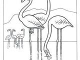 Coloriage Adulte Flamant Rose Craft Haven Flamingo Free Coloring Page