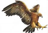 Coloriage Aigle A Imprimer Gratuit Anatomie Aigle Recherche Google