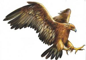 Coloriage Aigle A Imprimer Gratuit Anatomie Aigle Recherche Google