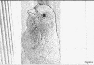 Coloriage Aigle A Imprimer Gratuit Coloriage Mon Canari 3   Imprimer Pour Les Enfants Dessin