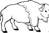 Coloriage Amerique A Imprimer Coloriage Bison A Imprimer 6