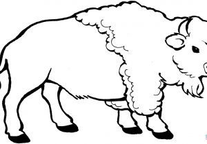 Coloriage Amerique A Imprimer Coloriage Bison A Imprimer 6