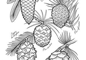 Coloriage Ananas Facile 669 Best Coloriages Dessin Images On Pinterest