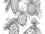 Coloriage Ananas Gratuit 669 Best Coloriages Dessin Images On Pinterest