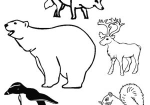 Coloriage Animaux Banquise Animaux Des P´les