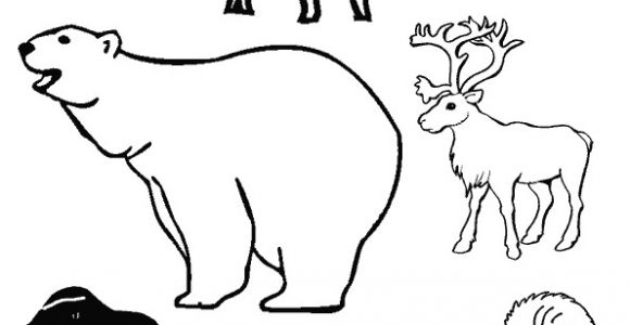 Coloriage Animaux Banquise Animaux Des P´les