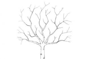 Coloriage Arbre D Automne Maternelle Petits Homeschoolers Fichier D Activités Sur L Automne Free