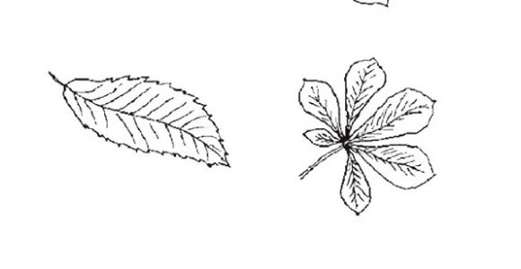 Coloriage Arbre De Vie A Imprimer Coloriage Feuille D Automne Imprimer Pour Les Enfants