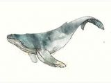 Coloriage Baleine à Bosse 12 Meilleures Images Du Tableau Tatouage Baleine