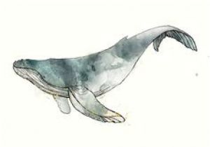 Coloriage Baleine à Bosse 12 Meilleures Images Du Tableau Tatouage Baleine