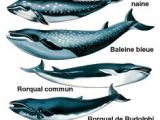 Coloriage Baleine à Bosse 7 Meilleures Images Du Tableau Baleine