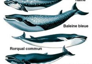 Coloriage Baleine à Bosse 7 Meilleures Images Du Tableau Baleine