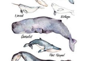 Coloriage Baleine à Bosse Les 149 Meilleures Images De Baleines