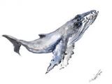 Coloriage Baleine à Bosse Les 149 Meilleures Images De Baleines