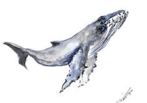 Coloriage Baleine à Bosse Les 149 Meilleures Images De Baleines