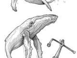 Coloriage Baleine à Bosse Les 15 Meilleures Images De Baleine Dessin