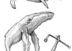 Coloriage Baleine à Bosse Les 15 Meilleures Images De Baleine Dessin