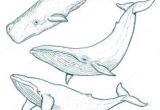 Coloriage Baleine à Bosse Les 15 Meilleures Images De Baleine Dessin