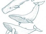 Coloriage Baleine à Bosse Les 15 Meilleures Images De Baleine Dessin