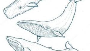 Coloriage Baleine à Bosse Les 15 Meilleures Images De Baleine Dessin