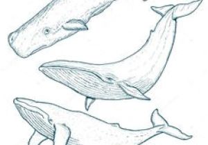 Coloriage Baleine à Bosse Les 15 Meilleures Images De Baleine Dessin