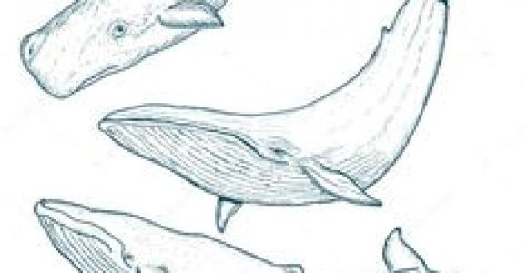 Coloriage Baleine à Bosse Les 15 Meilleures Images De Baleine Dessin