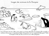 Coloriage Banquise Imprimer Coloriage   Imprimer Imagier Des Animaux De La Banquise
