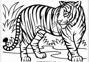 Coloriage Bébé Tigre Amazing Art Tiger Drawing Coloredl Meublerc