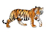 Coloriage Bébé Tigre Dessin Dlphant En Couleur Idees De Dcoration