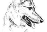 Coloriage Berger Allemand Imprimer Les 14 Meilleures Images De Malinois
