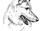 Coloriage Berger Allemand Imprimer Les 14 Meilleures Images De Malinois