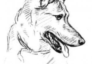 Coloriage Berger Allemand Imprimer Les 14 Meilleures Images De Malinois