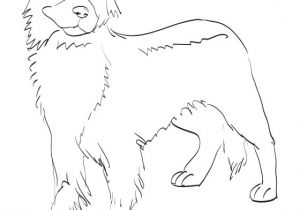 Coloriage Bouvier Bernois Coloriage Bouvier Bernois A Imprimer