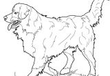 Coloriage Bouvier Bernois Coloriage Bouvier Bernois