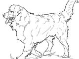 Coloriage Bouvier Bernois Coloriage Bouvier Bernois