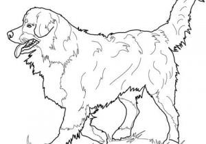 Coloriage Bouvier Bernois Coloriage Bouvier Bernois