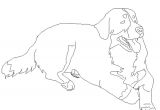 Coloriage Bouvier Bernois Coloriage Chien Bouvier Bernois Coloriages Noel Maternelle