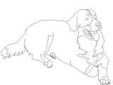 Coloriage Bouvier Bernois Coloriage Chien Bouvier Bernois Coloriages Noel Maternelle