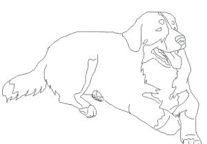 Coloriage Bouvier Bernois Coloriage Chien Bouvier Bernois Coloriages Noel Maternelle