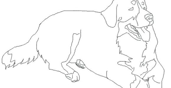 Coloriage Bouvier Bernois Coloriage Chien Bouvier Bernois Coloriages Noel Maternelle