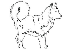 Coloriage Bouvier Bernois Coloriage Chiot Az Coloriage Coloriage Bouvier Bernois A Imprimer