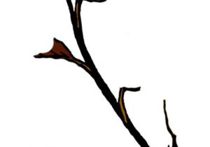 Coloriage Branche D Arbre Image Branche D Arbre En Hiver Dessin