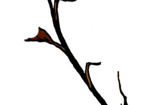 Coloriage Branche D Arbre Image Branche D Arbre En Hiver Gratuites à Imprimer