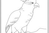 Coloriage Cacatoes Cacatoes Coloriage   Colorier Les Coloriages Et Dessin   Imprimer