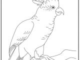 Coloriage Cacatoes Cacatoes Coloriage   Colorier Les Coloriages Et Dessin   Imprimer