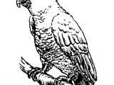 Coloriage Cacatoes Coloriage Cacato¨s Img